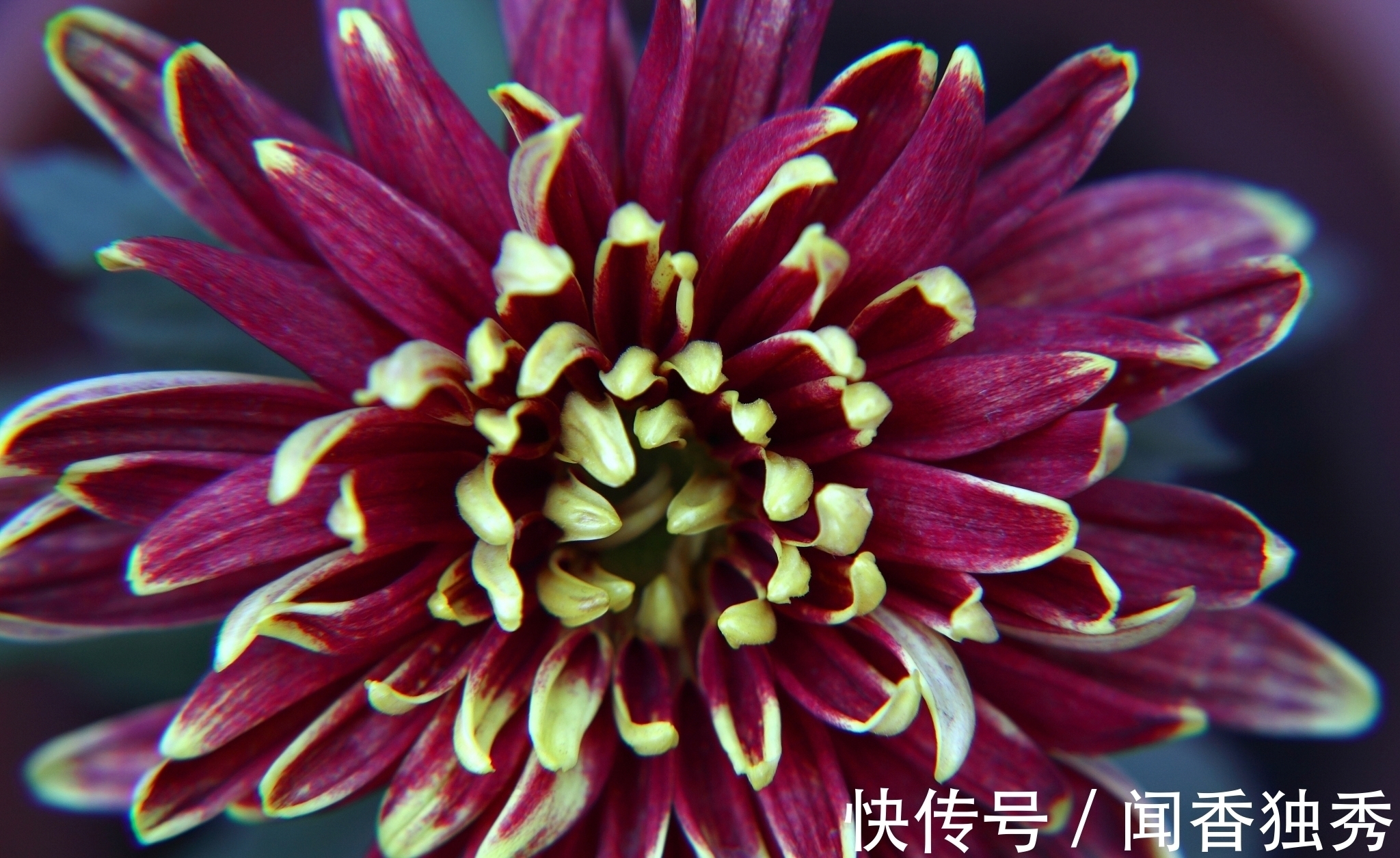 这首诗@描写菊花的一首诗,后面两句流传千古,有多少人还记得全篇?