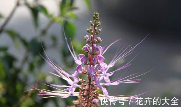 野草|一种农村最罕见的野草,开花时像极了猫须,用沸水冲泡最好用