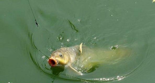 水域|晚秋野钓鲤鱼,用玉米还是蚯蚓,到底哪一种效果会更好
