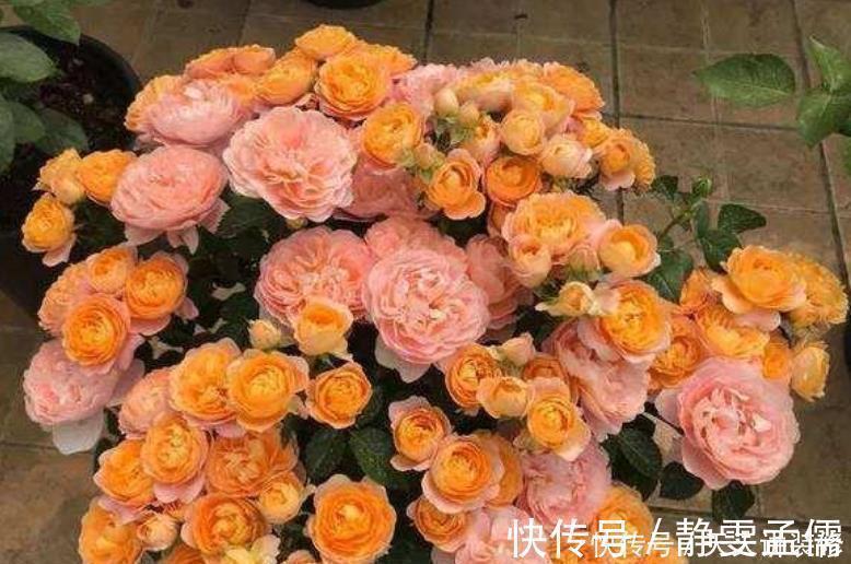 4种花漂亮又好养,不仅名字好听,花也漂亮,养家里,满屋飘香!