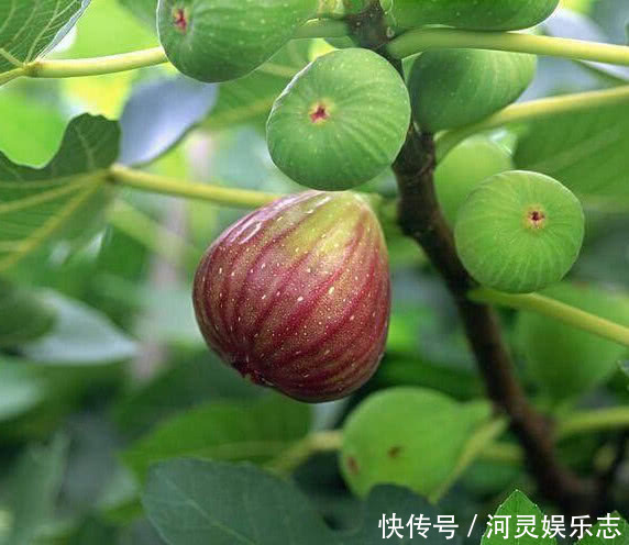 植株|香甜的“无花果”别买了在家种一棵,果子挂满枝,全家人都够吃
