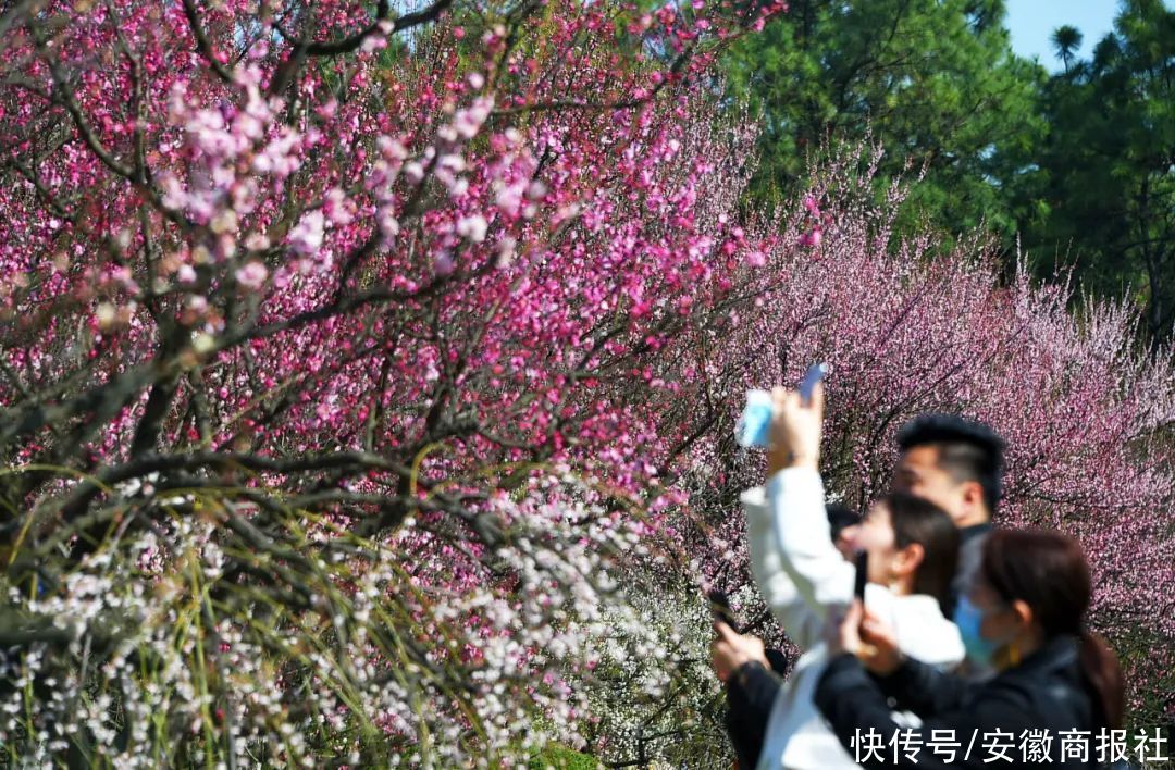 美爆了！合肥植物园的梅花开了！最佳观赏期就在……