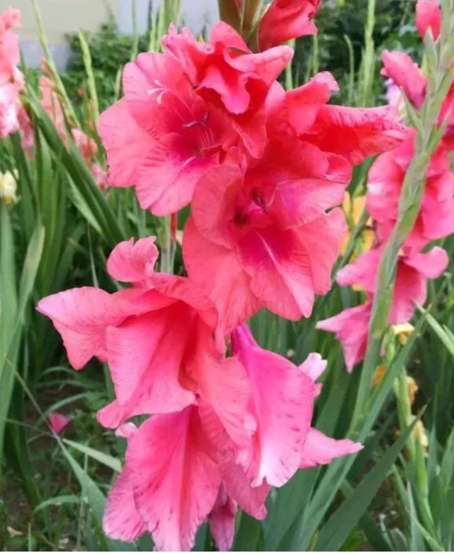 3种“忘忧花”，一养就“上瘾”，好养易爆盆，花美心情好！