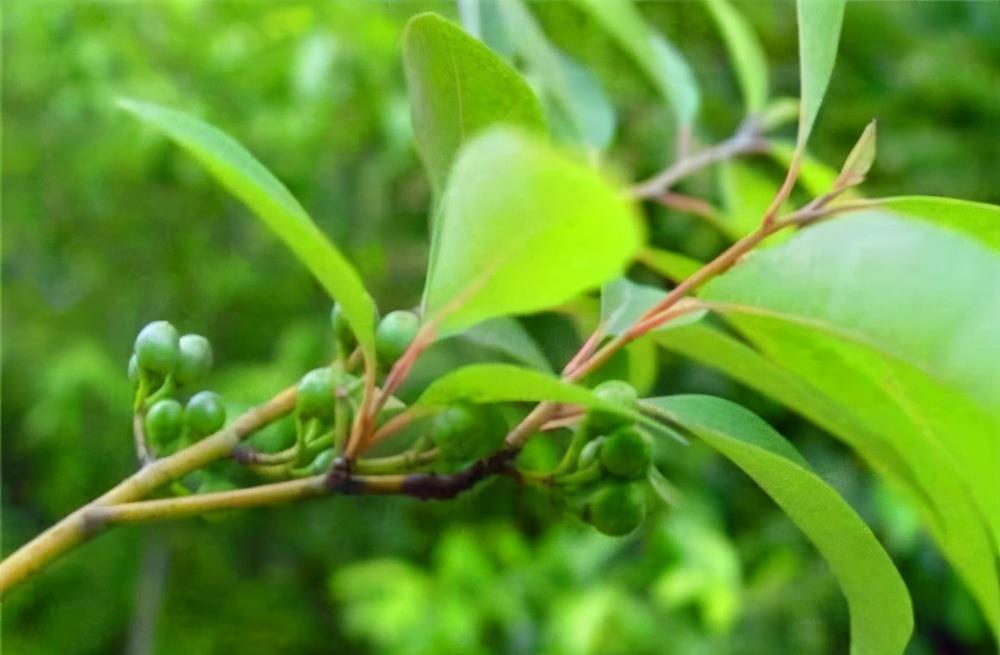 陈医师|适合夏季吃的3种食物,排毒养颜,滋润肌肤,越吃越年轻!