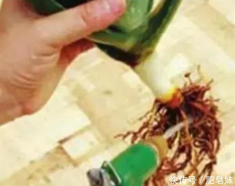 水培多肉|多肉还可水培?多肉土培转水培,快速生根方法全在这儿~