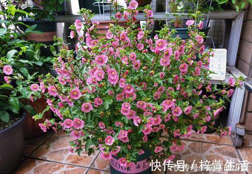 养护|夏天养这4种花,千万别淋雨,一沾水就黄叶掉花苞,记得搬进屋
