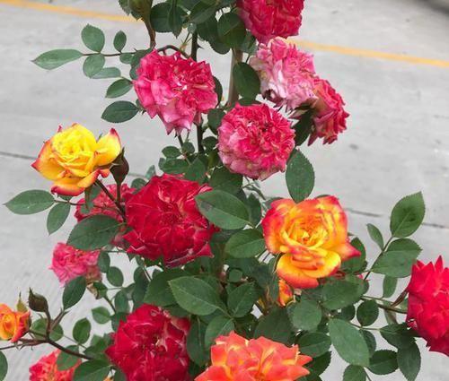  绚丽|这3款月季花色新颖，开花后像“彩虹”一样绚丽，不用打理就爆盆