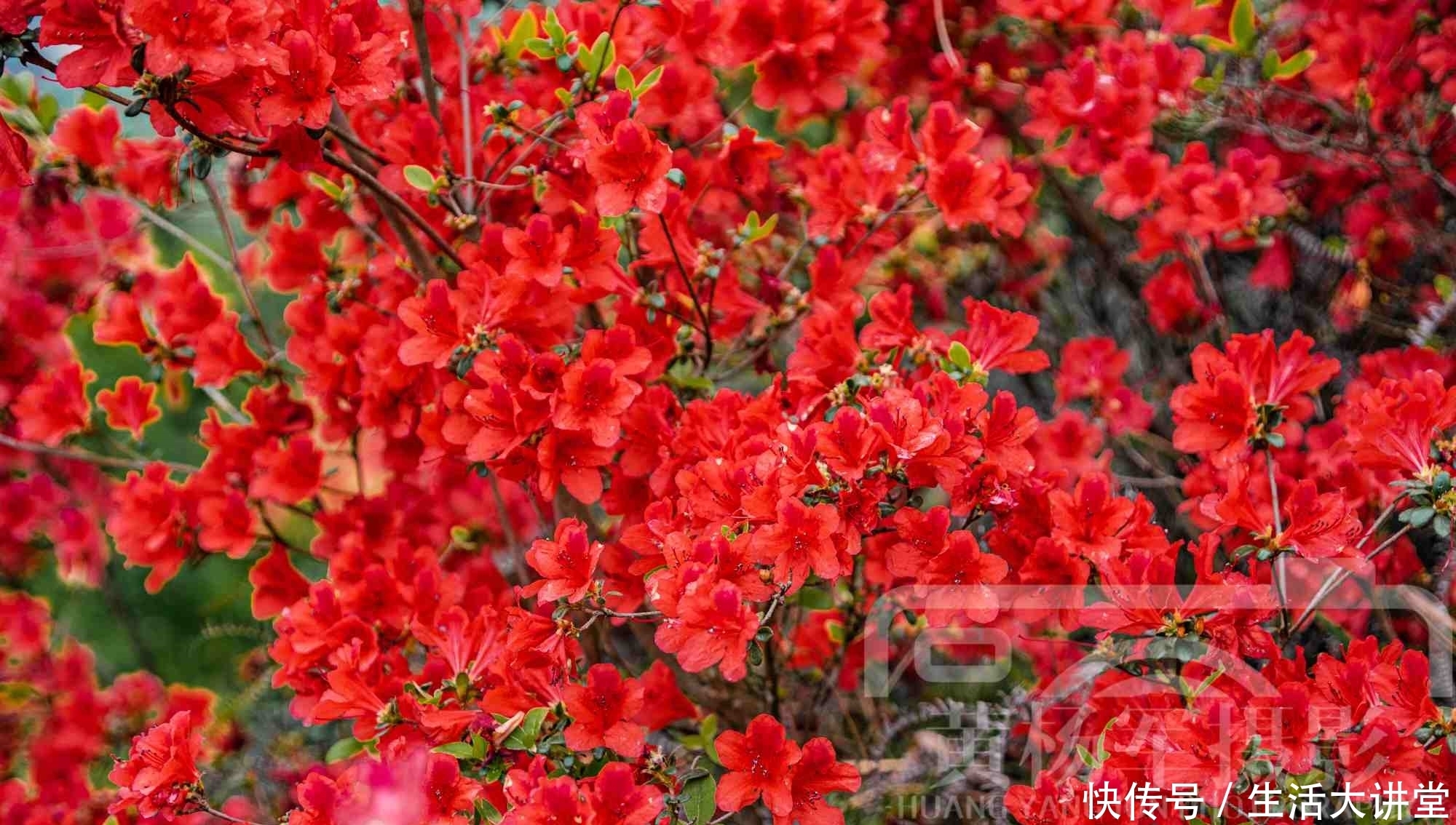 杜鹃花绚烂盛开的娇美，山间红艳的花朵非常漂亮，春日很娇艳的花