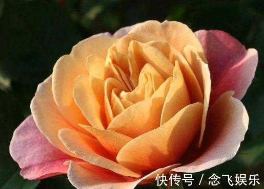 排水|最美的木本花卉,一花多色,漂亮又芳香,红白相映,堪称盆栽佳品