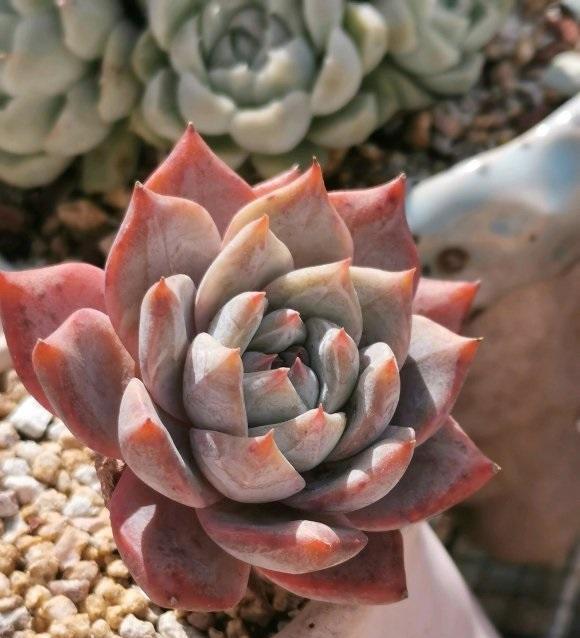 夏天|高温季节养肉肉，“控水”放在首位，花土越干燥，多肉越安全