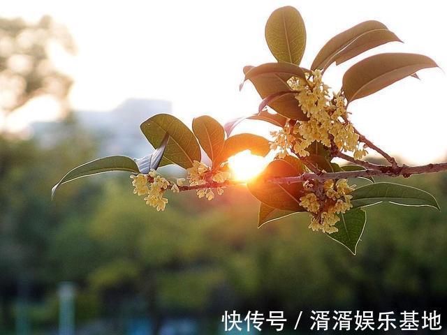 肥料|桂花香飘远十里，注意小技巧，花期长开花簇簇