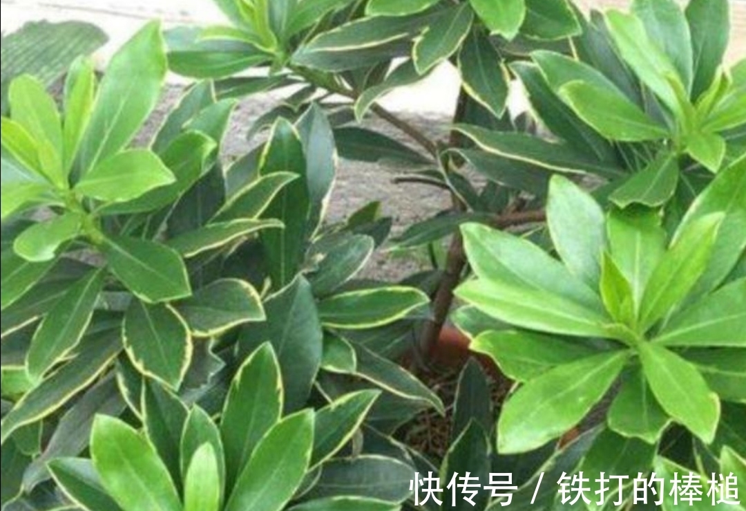 金边瑞香开完花后,下一步要如何养护?植株才能长得旺盛