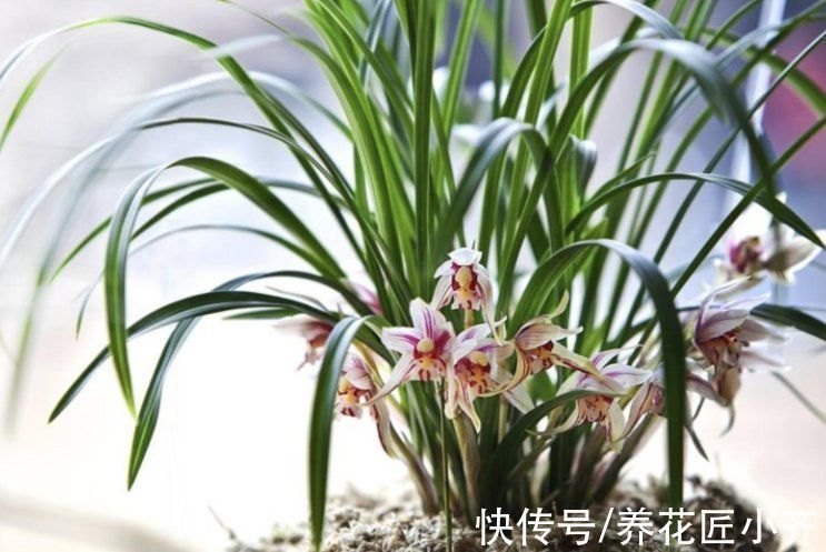 秋季兰花养护截然不同,通过3点入手,合理改变才能发新芽长花苞