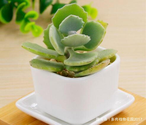多肉中的呆萌代表,千兔耳这样养护