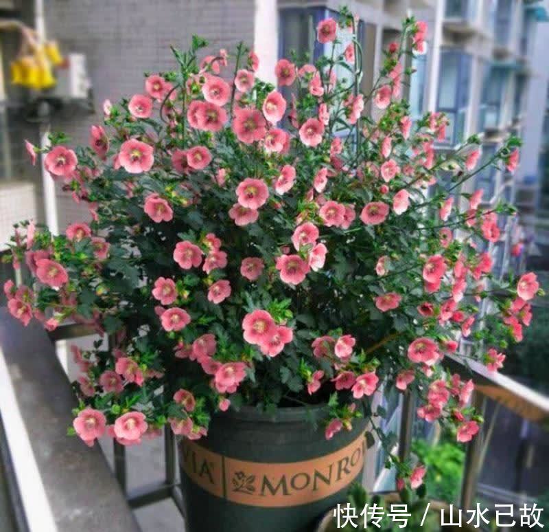 入夏|入夏后,5种花是“大水牛”,2天不给喝水就蔫给你看