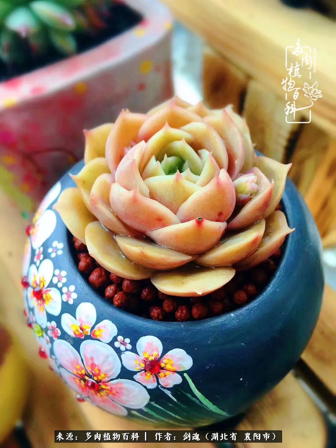 花盆|当美丽的多肉邂逅漂亮的手绘花盆,会是怎样的一种美