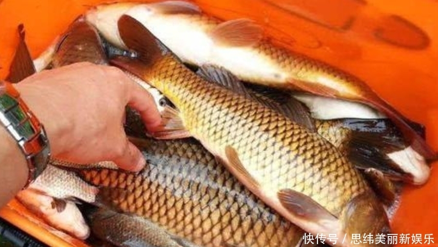 鲤鱼比鲫鱼难钓十几倍?老司机坦言:试试这三大“灵活”就知道了