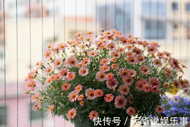 喜欢菊花,不如养盆“玫瑰精品”卡罗拉,花开红艳似火,美艳优雅