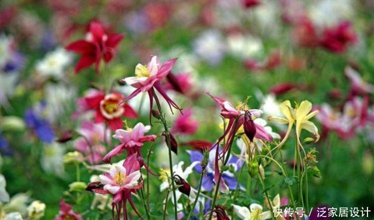 家养4种花,不仅名字好听,花也漂亮,人见人爱,开花一茬茬!