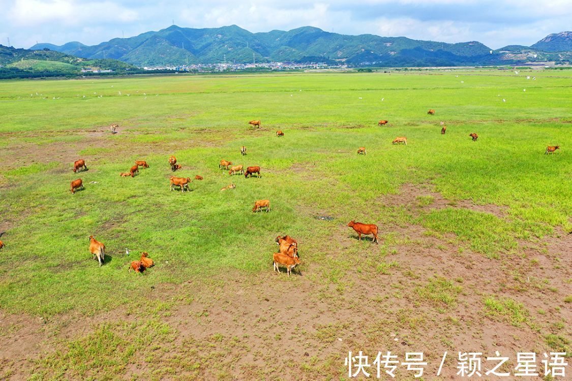 大目湾|象山有片芦苇荡，围涂工程的杰作，芦苇荡里好钓鱼