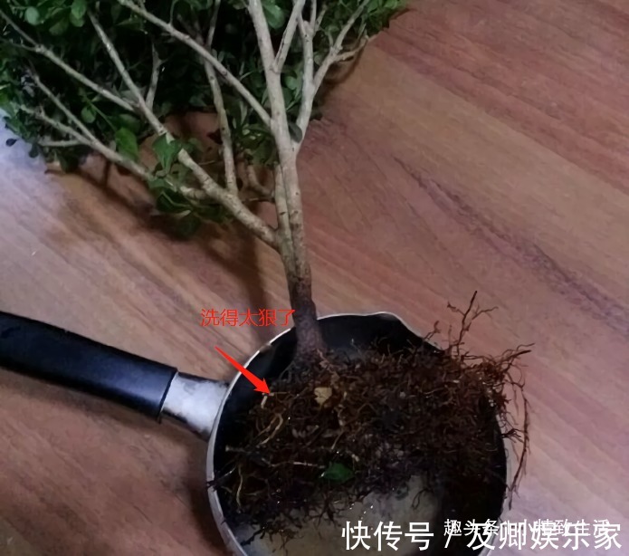 养米兰，2件事很重要，做错了落叶归西，做对了花繁叶茂