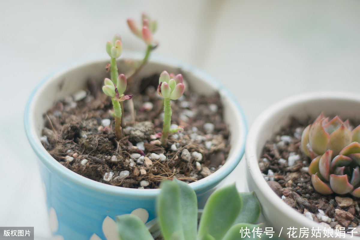 病虫害|多肉多晒晒太阳,生长健壮,预防徒长不生病,养出一盆漂亮的多肉