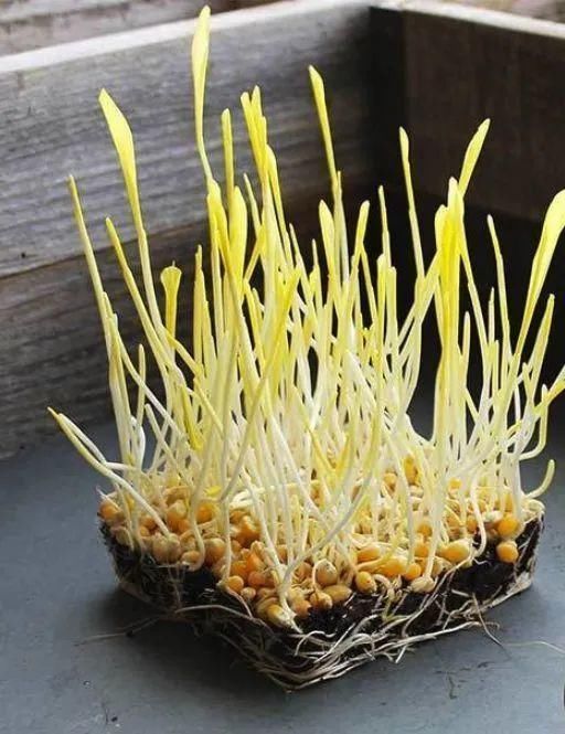 1粒花生丢水里,呼呼长成小森林,这艺术品给钱也不卖