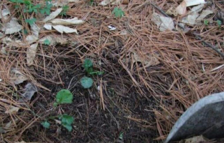 养花|路边随处可见的它,被誉为“天然酸性土”,又肥又透气