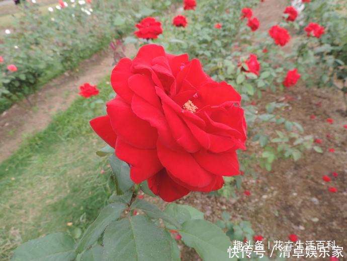 花花|喜欢菊花,不如养盆“精品玫瑰”梅朗口红,似烈焰红唇,红的纯正