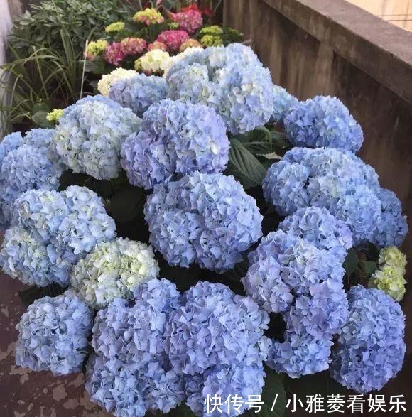 维生素c|家里“过期”小药片，养花是个宝，丢在盆里，比生根水还管用！