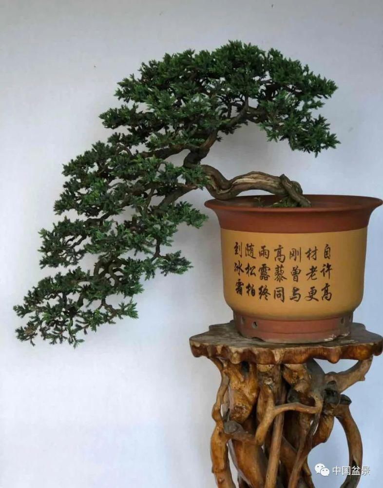 赏玩盆景，一定要是有德之人