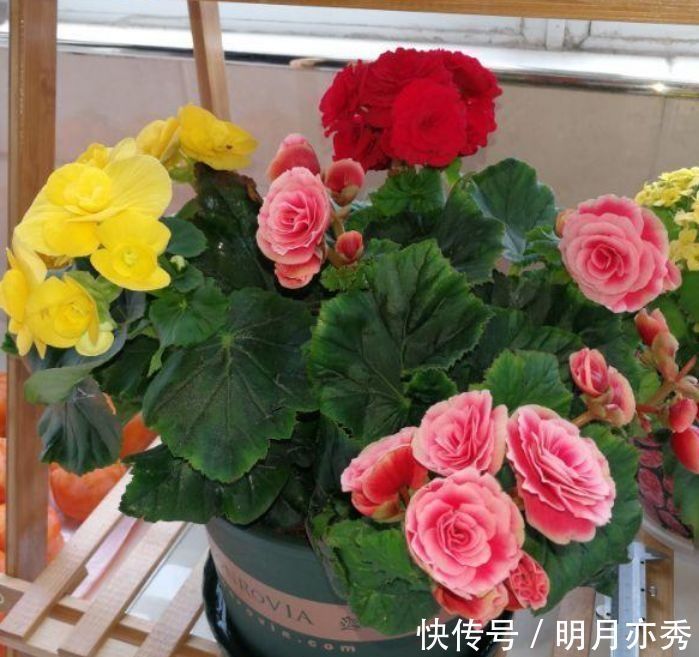 玫瑰海棠|养花就养这几款,花朵小巧玲珑,一养就上瘾,开花漂亮