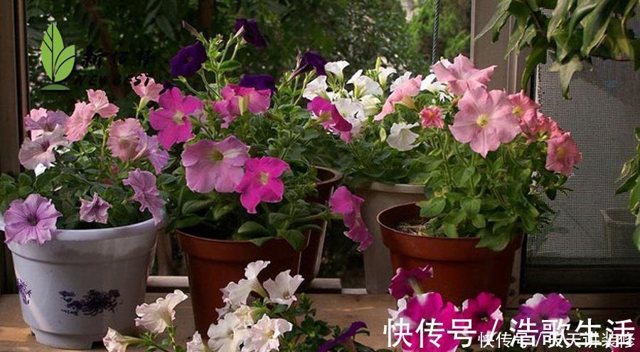 夏天|5种花，夏天要“狠修剪”，剪的越多，花枝越多，好度夏