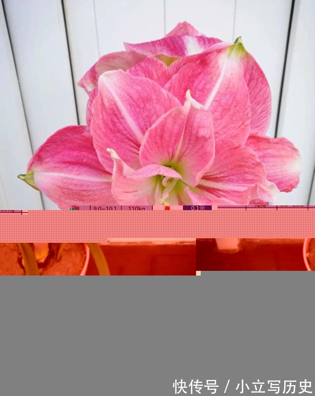 缺德商贩,把“绿化草”包装成“进口花”来卖,上当的人真不少