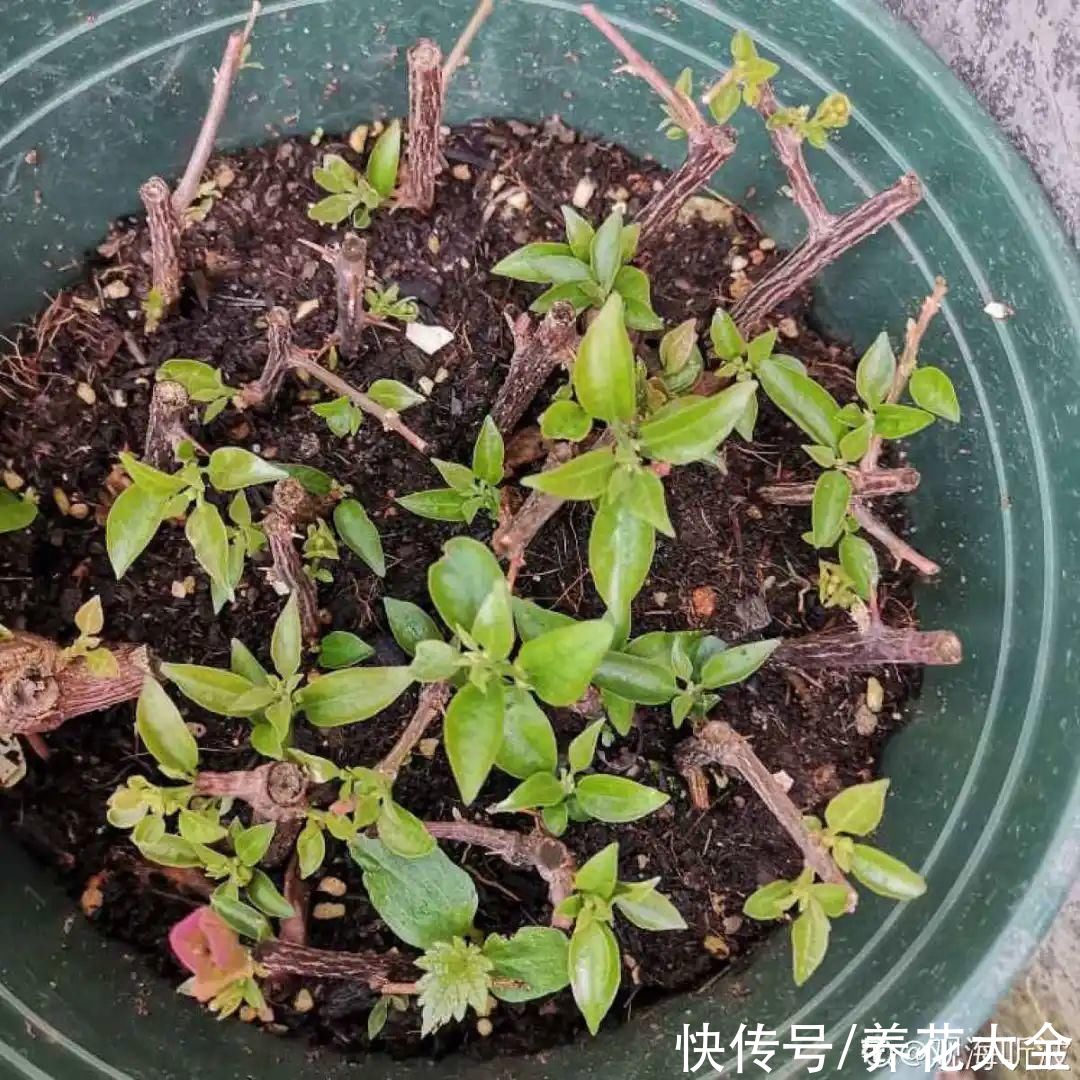 7种“落地生根”花，春天多插几棵，成活率特别高