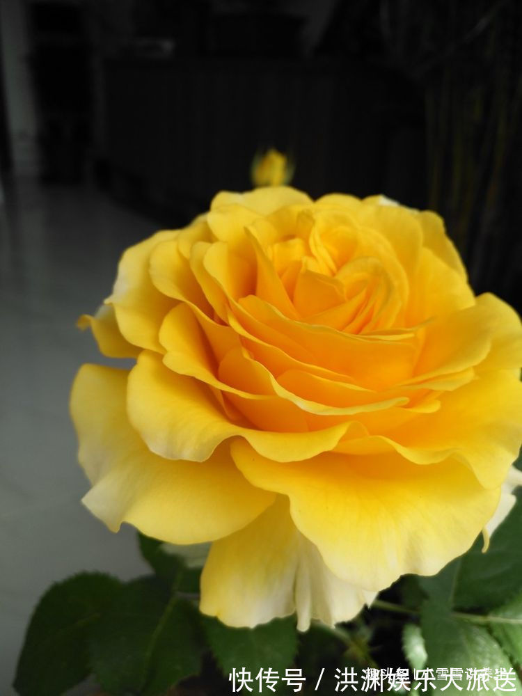 玫瑰|喜欢牡丹,不妨试试“珍品玫瑰”甜蜜马车,花开爆盆,观赏性极高