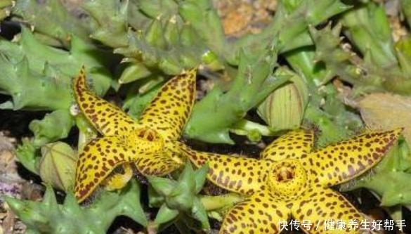 4种懒人植物,阳台养几盆,基本不用浇水,都能四季不停开花!