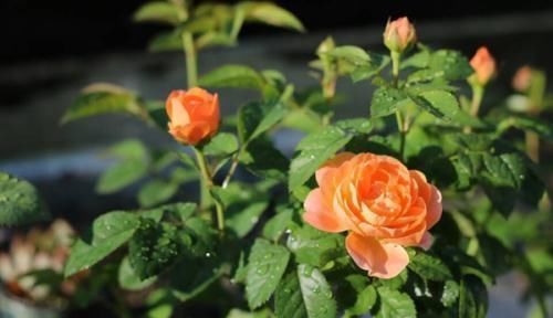 阳台再小，也要养一盆果汁阳台，上盆一个多月就有花赏