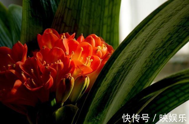 臭蛋|君子兰最爱的“大补肥”,半月用一次,叶子油绿花还旺,轻松爆盆