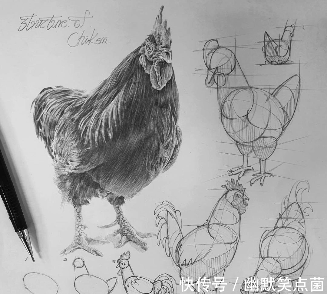 透视#动物素描很难画出体积感?其实是你的造型不对,老师都这样画的