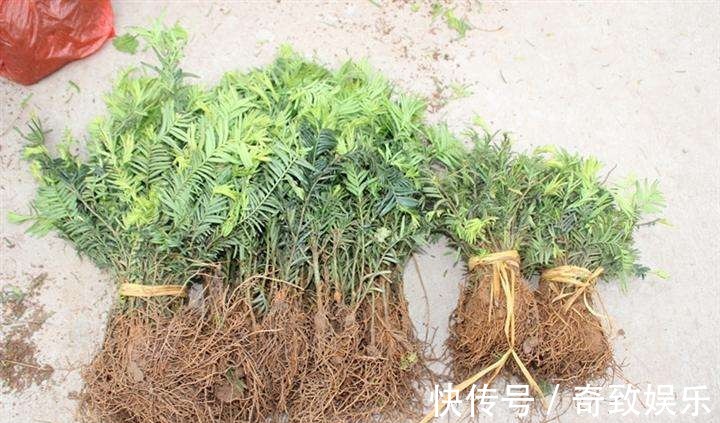3种“贵树”,剪根枝条插土里,20天生根,3年长成“高价盆景”