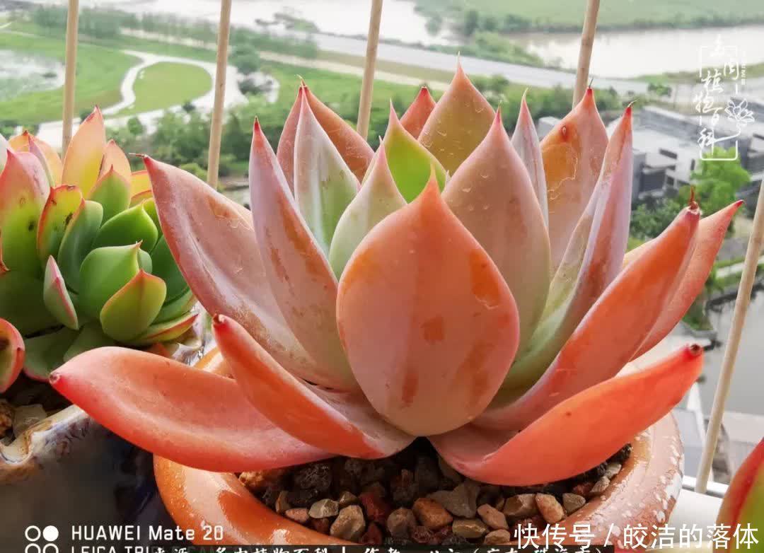 肉肉|与多肉的相遇,就是一场治愈之旅