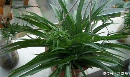 草木灰|草木灰用来养花，生根又快又粗壮！再也不用施肥了！