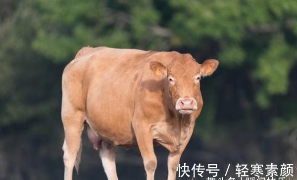 生肖|惹不起生肖马、生肖兔、生肖牛，9月财富堆山积海，事业旗开得胜