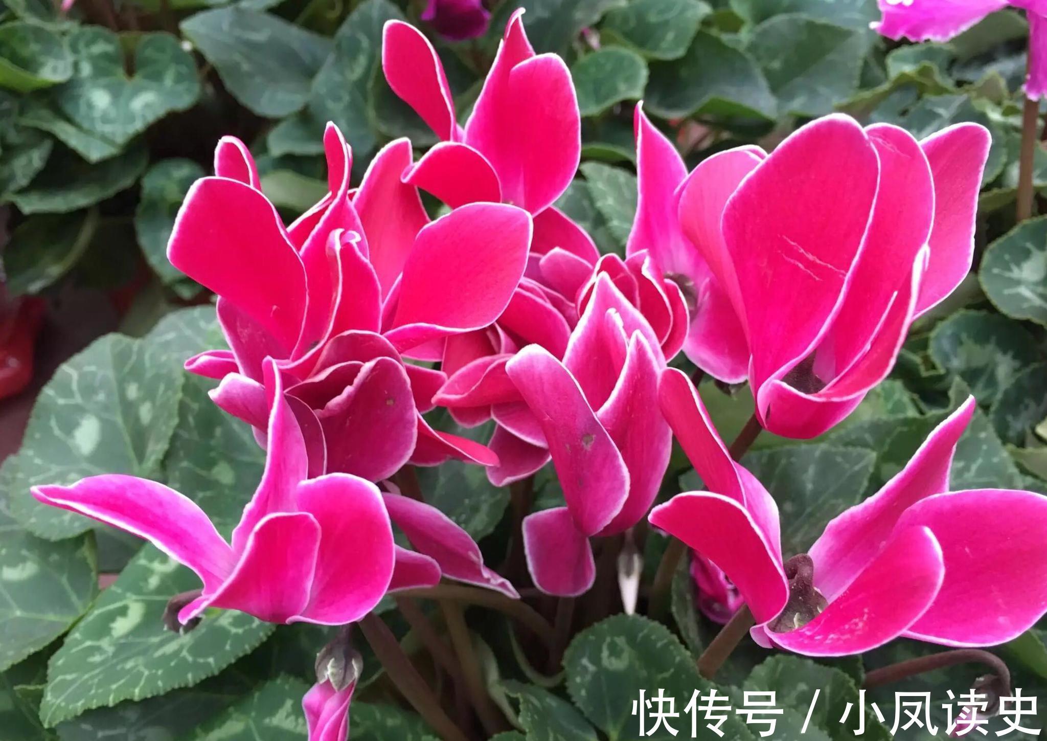 6种“富贵花”天生怕晒，客厅没光照，照样开满花，吉利旺家