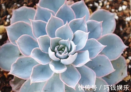 叶片|多肉蓝石莲怎么养更漂亮教你3个小妙招,养出饱满璀璨的蓝石莲