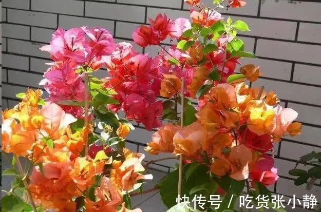 5种漂亮花，天冷多晒晒，越晒长得越健壮，花开得又多又大