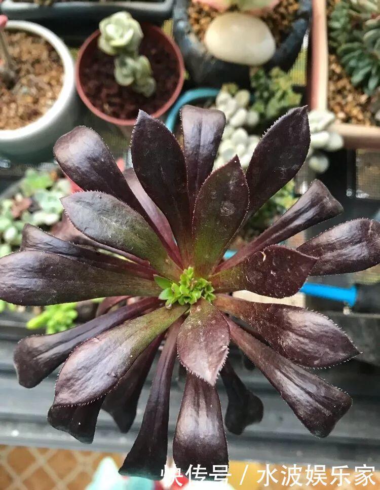 品种|多肉狠心砍1刀,窜出一圈新芽,花盆都容不下它了!