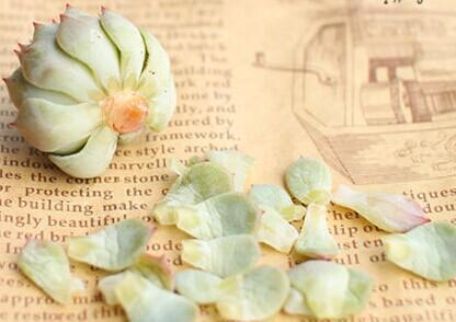 植物|刚买回来的多肉植物要注意