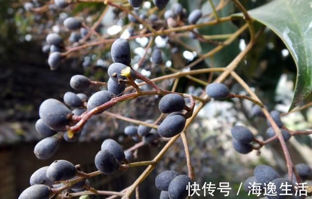 女贞子|补肝肾的好药,李时珍:健腰膝,明目,安五脏